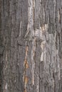 Black poplar tree bark Royalty Free Stock Photo