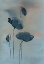 Black poppy flowers