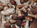 Porcini boletus edulis mushroom food Royalty Free Stock Photo