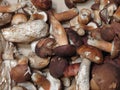 Porcini boletus edulis mushroom food Royalty Free Stock Photo