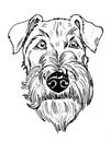 Black and portrait of white Irish terrier