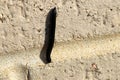 Black Portuguese millipede (Ommatoiulus moreleti) crawling on a wall : (pix SShukla) Royalty Free Stock Photo