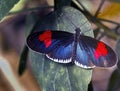 Black postman, Heliconius melpomene, dark butterfly from South America with large red spots, macro Royalty Free Stock Photo