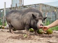 Black Pot Belly Pig Having Chin Scratched Royalty Free Stock Photo