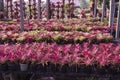 Black pots of beautiful bromeliads in green house