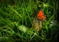 Black potted red cracker butterfly sitting on green grass Royalty Free Stock Photo