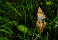 Black potted red cracker butterfly sitting on green grass Royalty Free Stock Photo