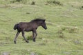 Black pottoka foal Royalty Free Stock Photo