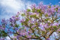 Black poui or Jacaranda mimosifolia Royalty Free Stock Photo