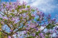 Black poui or Jacaranda mimosifolia Royalty Free Stock Photo
