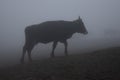 Black powerful bull standing on mountain slope in thick fog in overcast. Gloomy sinister mountain landscape with strong powerful.