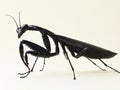 A black praying mantisch on a white background Royalty Free Stock Photo