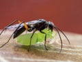 Black predator wasp with prey Royalty Free Stock Photo