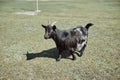 black pregnant goat grazes on a green field under the rays of the sun Royalty Free Stock Photo