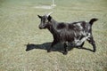 black pregnant goat grazes on a green field under the rays of the sun Royalty Free Stock Photo