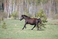 Black pregnant horse galloping at the field Royalty Free Stock Photo
