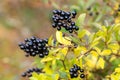 Black privet, Ligustrum vulgare, berries with autumn foliage Royalty Free Stock Photo