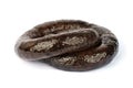 black pudding on white background. homemade sausage Royalty Free Stock Photo