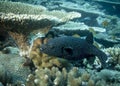 Black Puffer Fish or, Fugu fish, or Blowfish at the bottom of the Indian Ocean