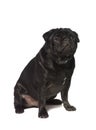 Black pug Royalty Free Stock Photo