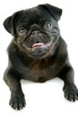 Black Pug Royalty Free Stock Photo