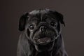 black pug on a black background. Pet portrait in studio Royalty Free Stock Photo