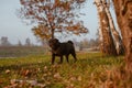 Black pug, beautiful dog standing on a meadow during sunset, among trees