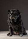 black pug on a black background. Pet portrait in studio Royalty Free Stock Photo