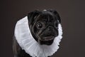 black pug on a black background. Pet portrait in studio Royalty Free Stock Photo