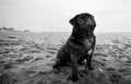 Black pug dog at the beach Royalty Free Stock Photo