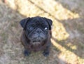 Black pug dog looking up in curiosity , looking for love and care Royalty Free Stock Photo