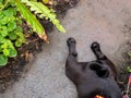 Black Pug Dog Lying on a Wet Place Royalty Free Stock Photo