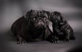 Black pug dog with puppy Royalty Free Stock Photo