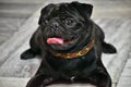 A black pug dog sitting on the ground with its tounge and eyes opened