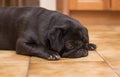 Black Pug Dog Snoozing