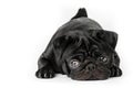 Black pug dog with soft eyes isolated Royalty Free Stock Photo