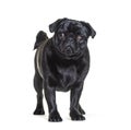 Black Pug dog standing in front and looking at the camera Royalty Free Stock Photo