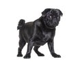 Black Pug dog standing in front and looking at the camera Royalty Free Stock Photo