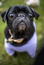 Black pug dog wearing a purple button-down shirt Royalty Free Stock Photo