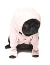 Black pug dressed in a pink hoodie Royalty Free Stock Photo