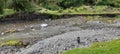 Black Pug exploring the new river and gravel beach, Cotacachi, Ecuador, andes, South America Royalty Free Stock Photo