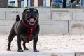 black pug in german mops named adelheid