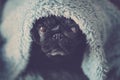 Black pug with intense expression looking a tyou