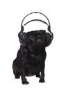 Black pug listening to music Royalty Free Stock Photo