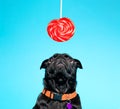 Black pug with lollypop Royalty Free Stock Photo