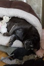 black pug mops named adelheid sleeping
