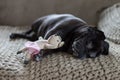 Black pug mops named adelheid sleeping on sofa at afternoon with Royalty Free Stock Photo