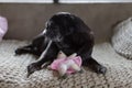 Black pug mops named adelheid sleeping on sofa at afternoon with Royalty Free Stock Photo