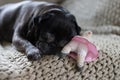 Black pug mops named adelheid sleeping on sofa at afternoon with Royalty Free Stock Photo