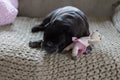 Black pug mops named adelheid sleeping on sofa at afternoon with Royalty Free Stock Photo